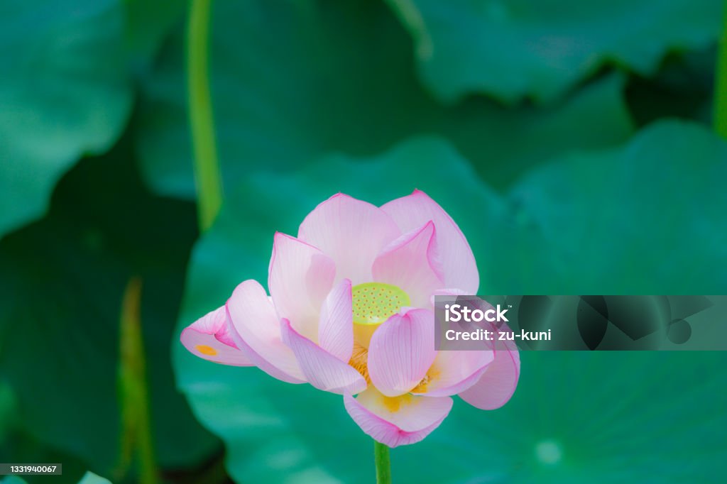 Lotus flowers bloom  Ueno, Taito Ward, Tokyo. Lotus Water Lily Stock Photo