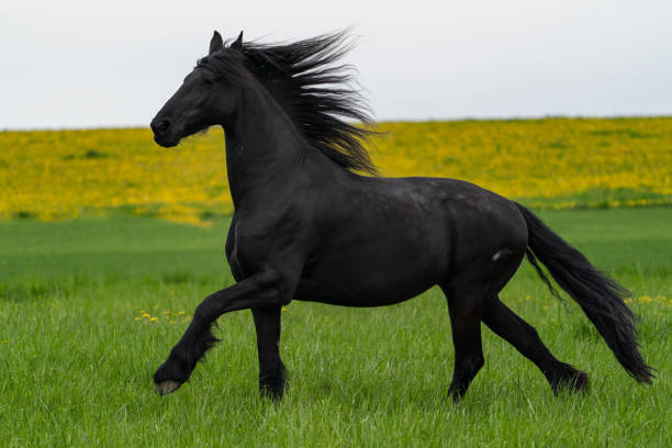черная фризская лошадь скачет скакать. - horse black stallion friesian horse стоковые фото и изображения