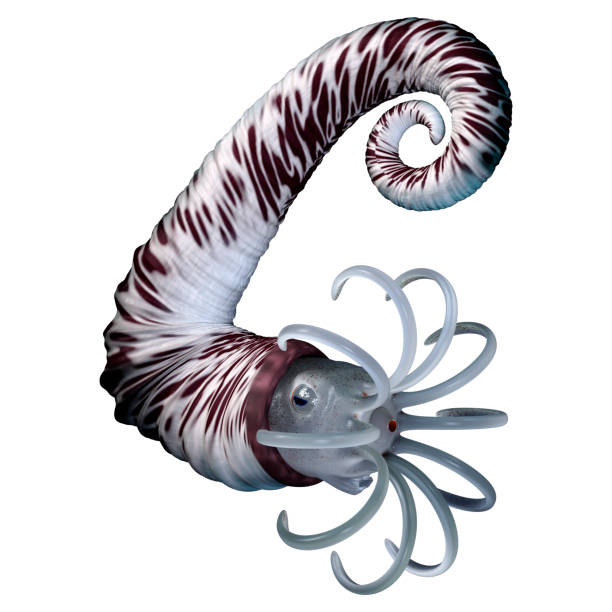 istock 3D illustration Audouliceras on white 1331940184