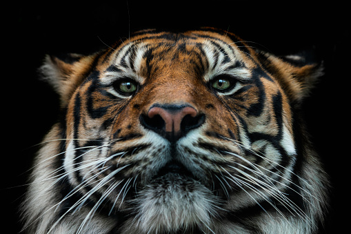 Sumatran tiger: A tiger that lives on the Indonesian island of Sumatra and is a subspecies of the tiger known for its small size and dense orange fur.