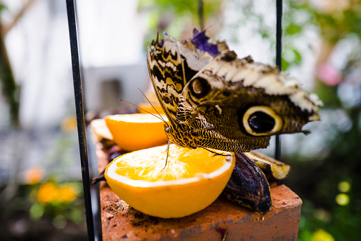 Close up color image depicting a giant owl butterfly sitting and feeding on a piece of sweet orange fruit. Focus is sharp on the butterfly while the background is nicely defocused, allowing room for copy space.