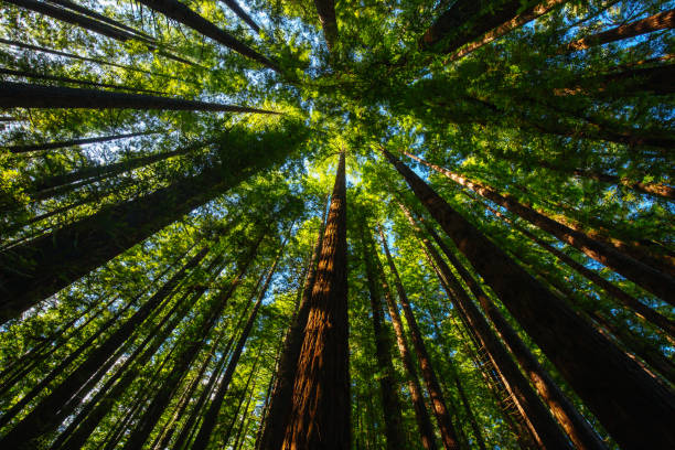 istock Cement Creek Redwood Forest in Australia 1331940681