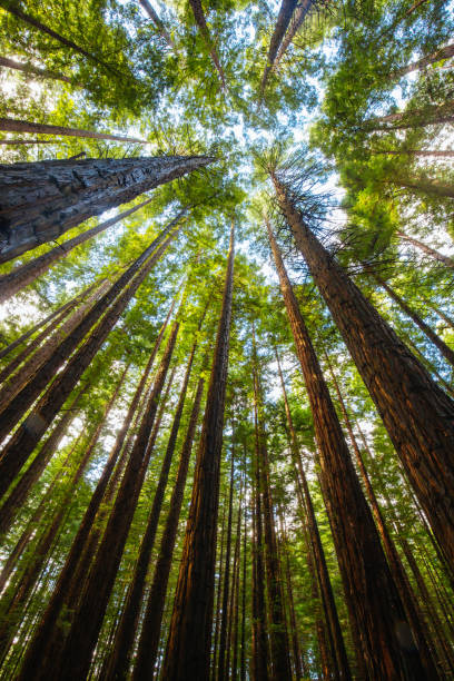 istock Cement Creek Redwood Forest in Australia 1331940701
