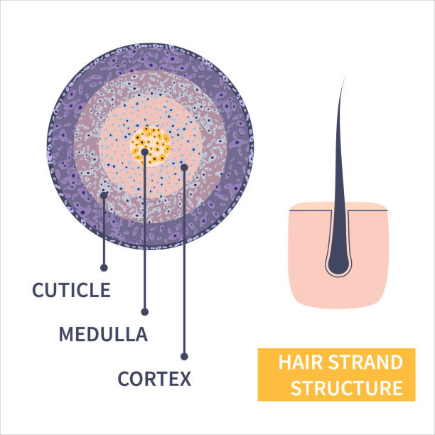 Hair strand anatomical structure detailed infographic poster Hair strand cross-section under the microscope. Follicle anatomical structure closeup. Removal, treatment and transplantation concept. Medical educational symbol. Body anatomy vector illustration. hair strands stock illustrations