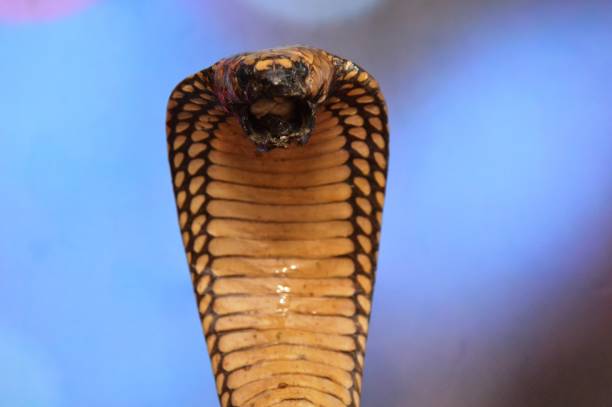 königskobra - cobra snake aggression king cobra stock-fotos und bilder