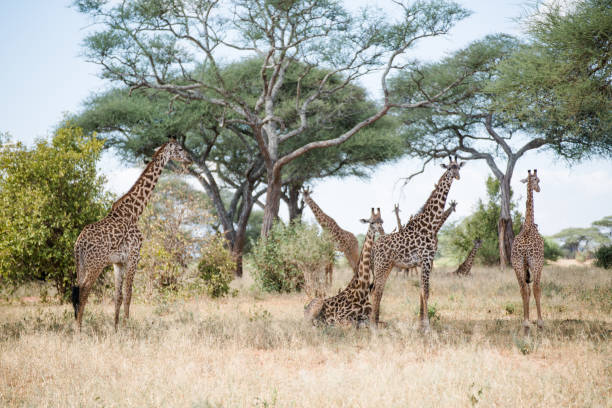 istock Giraffes in Tanzania 1331941779
