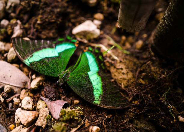 istock Emerald Swallowtail Butterfly close up 1331941799