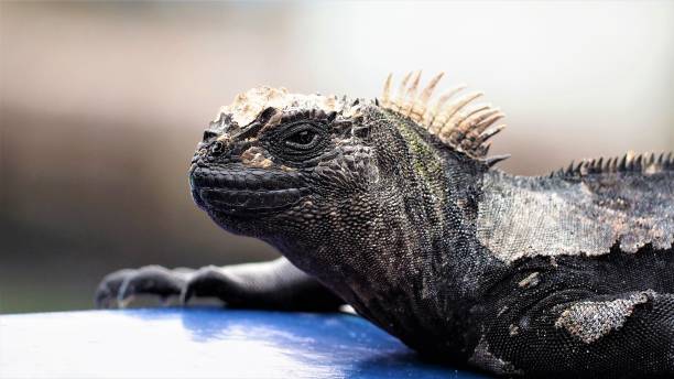 iguana de las islas galápagos. - marine iguana fotografías e imágenes de stock