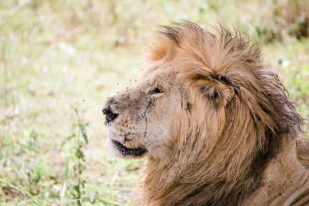 istock Lions in Tanzania 1331942597