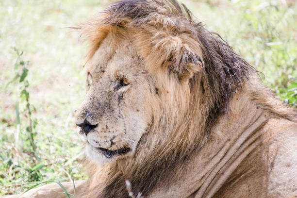 Lions In Tanzania Stock Photo - Download Image Now - Africa, Animal, Animal  Behavior - iStock