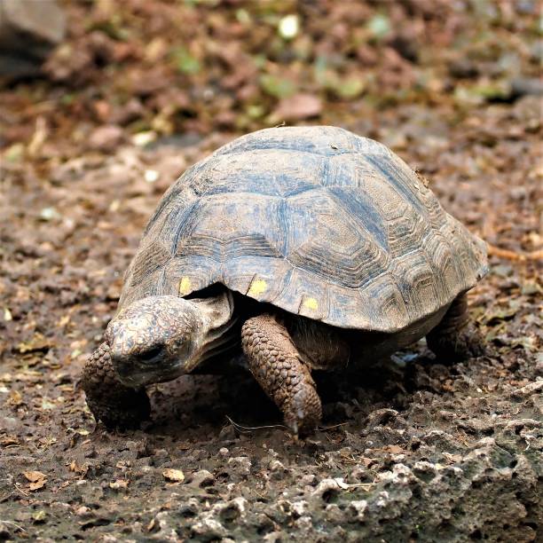 istock Baby turtle from the Galapagos Islands. 1331943271