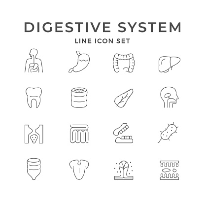 Set line icons of digestive system isolated on white. Stomach, small and large intestine, liver, tooth, jaw, rectum, bacteria, pancreas, internal organs, anatomy, entrails. Vector illustration