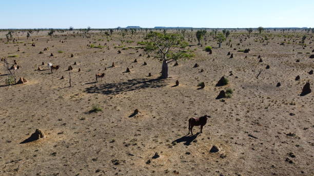 オーストラリアの田舎 - cattle station ストックフォトと画像