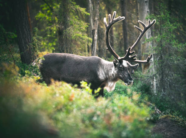 istock Reindeer in wild finnish forest in summer 1331945584