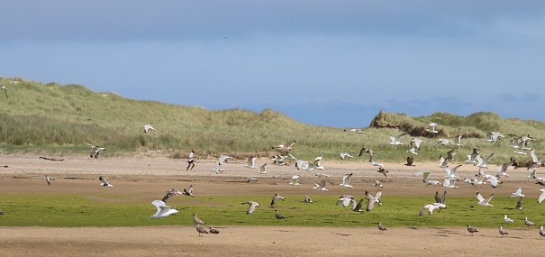 Flock of seagulls flying near beach