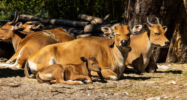 istock Banteng, Bos javanicus or Red Bull is a type of wild cattle. 1331946295