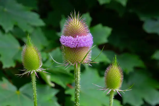Close up of flowers of a wild teasel, also called Dipsacus fullonum or wilde karde