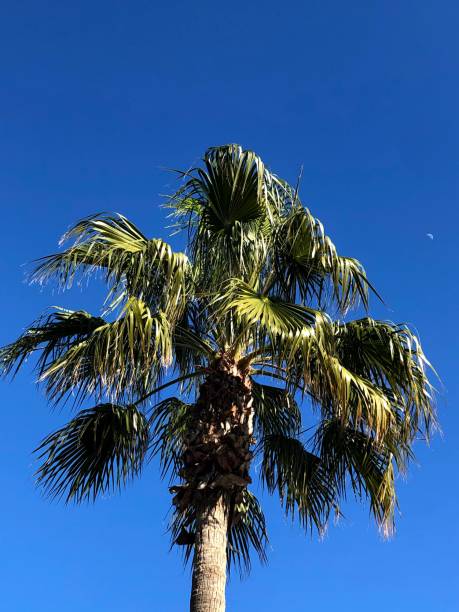 istock Green palm tree and the blue sky behind 1331946969