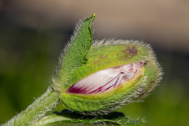 крупным планом красный бутон цветка восточного мака, papaver orientale - oriental poppy poppy leaf close up стоковые фото и изображения