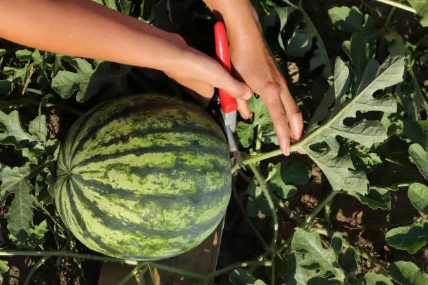 gardener with hand shears and striped watermelon in the summer