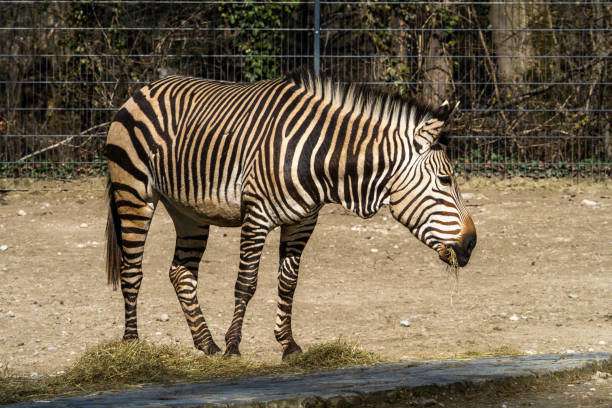 The Hartmann's mountain zebra, Equus zebra hartmannae is a subspecies of the mountain zebra found in far south-western Angola and western Namibia.