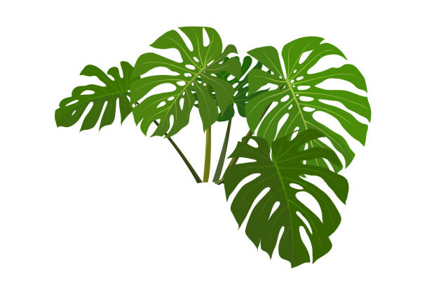 ilustrações, clipart, desenhos animados e ícones de ilustração vetorial monstera deliciosa folha isolada em fundo branco - cheese plant