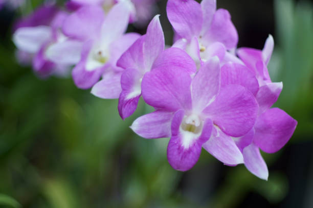 istock Purple orchid in nature as background 1331949245