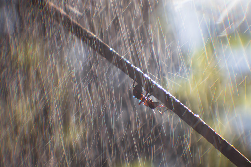 An ant in close-up is hiding from heavy rain under a tree branch upside down. Water drops fly from above and their lines are visible. Copy space.