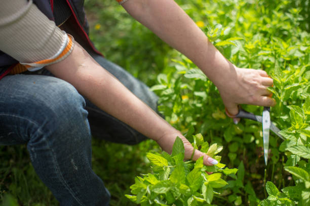 istock Harvesting mint. Woman farmer hands 1331949562