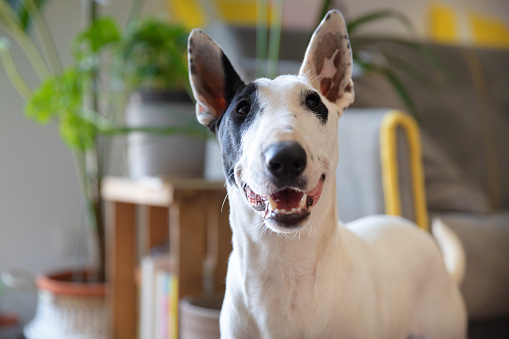 Carefree dog at home