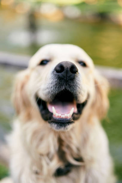 istock Cute smiling golden retriever. Close-up 1331950871
