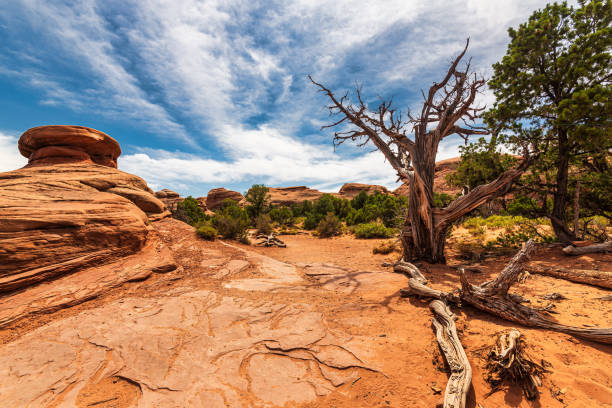 istock Arches national park, Moab, Utah, US 1331951312