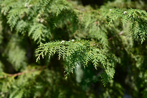 False cypress - Latin name - Chamaecyparis lawsoniana