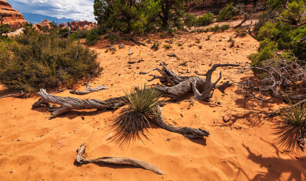 istock Arches national park, Moab, Utah, US 1331951418