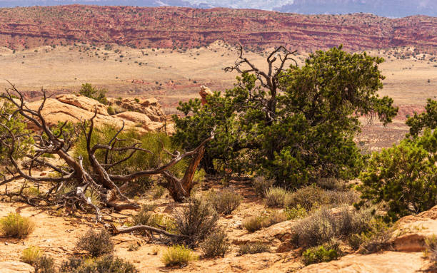 istock Arches national park, Moab, Utah, US 1331955290