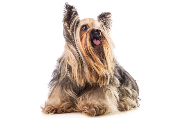 istock Yorkshire terrier, dog isolated on white background 1331955369