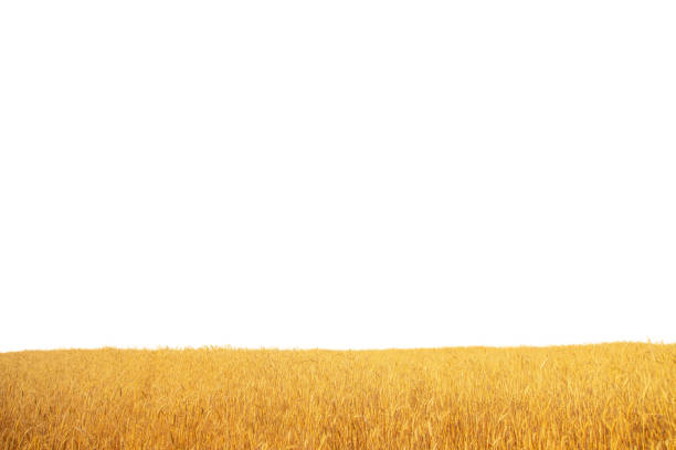 istock summer field with ripe wheat, isolate on a white background 1331959839