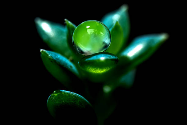 Clear rain droplets on green succulent leaves, sparkling beautiful, close-up macro. black background