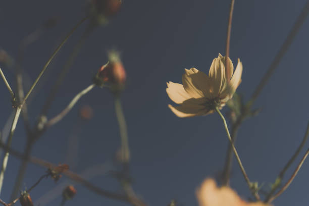 istock Bottom view of Yellow cosmos flowers 1331960207