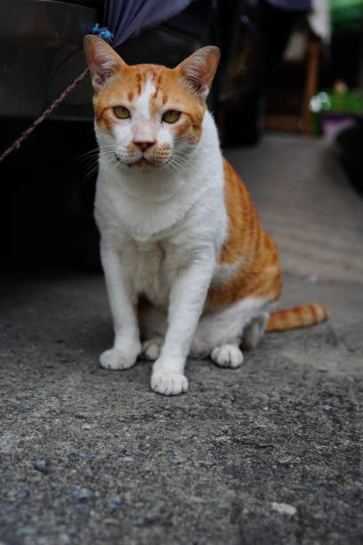 istock Yellow and white cat looking At Camera 1331960234