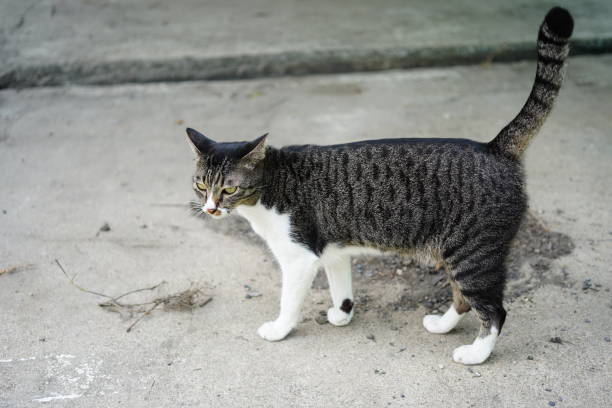 istock Lovely little fluffy multicolored cat 1331960289