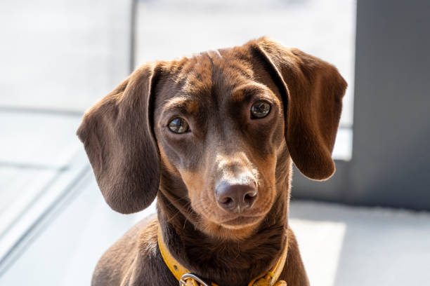 istock Miniature Dachshund looking at the camera 1331960554