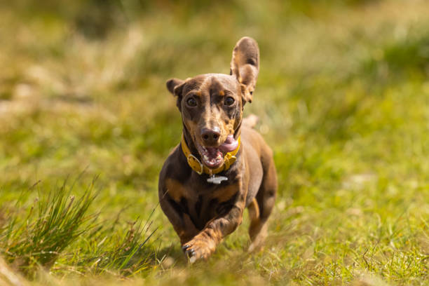 istock Miniature Dachshund running in the grass 1331961101