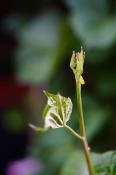 istock Japanese sweet potato leaves 1331961235