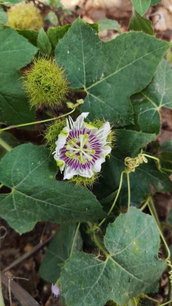 istock Flower O and purple 1331961778