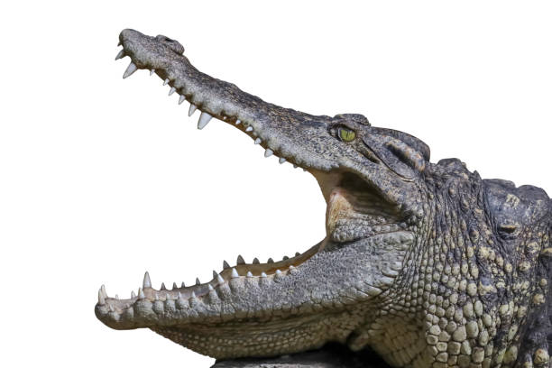 istock Close up head crocodile is show mouse and teeth on the rock on white background have path 1331963173