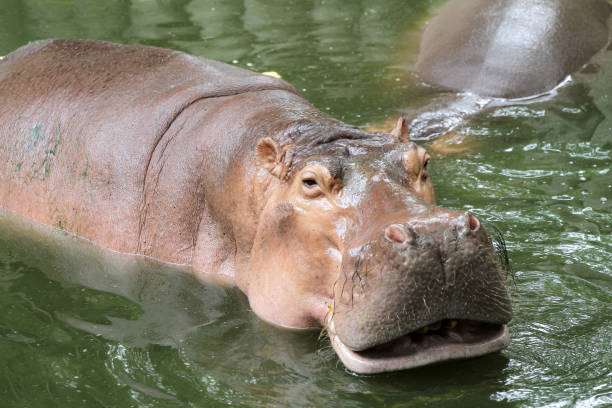 istock The hippopotamus smile in river at thailand 1331963193