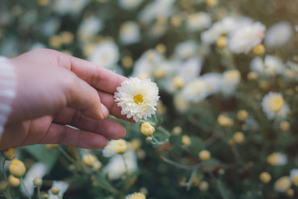 istock Beautiful white chrysanthemum farm 1331965934