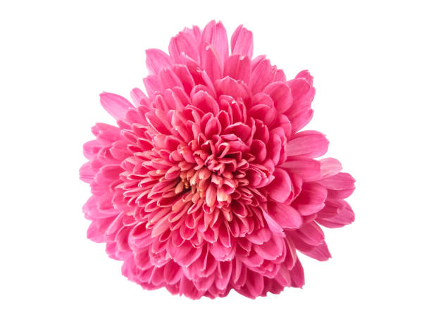 istock Beautiful Pink chrysanthemum flower isolated on white background 1331965942