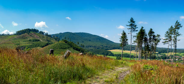 Landscape of meadow and trees